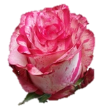 Magic Times Rose d'Equateur Ethiflora